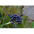 thumbnail image 2 of Silky Dogwood Tree Seedlings for Planting - No Ship to California (3 Seedlings), 2 of 3