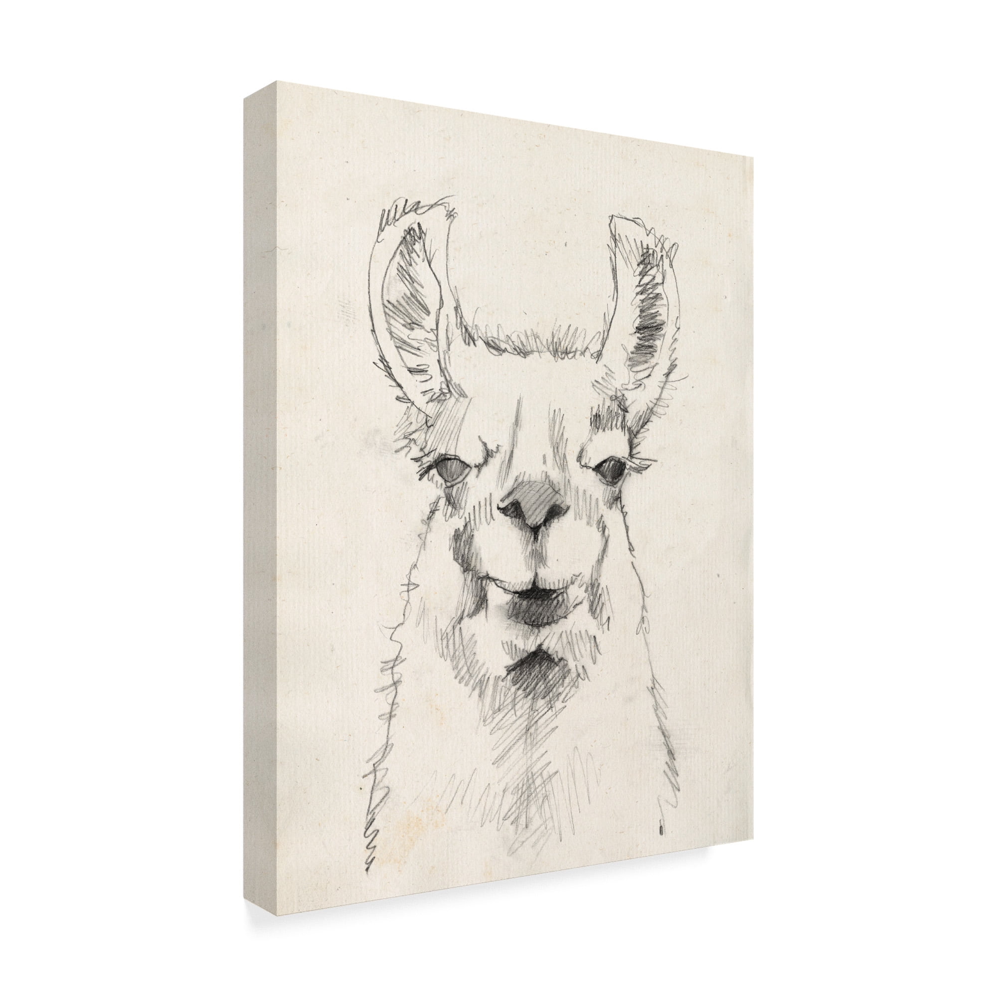 Trademark Fine Art 'Llama Portrait II' Canvas Art by Jennifer Goldberger