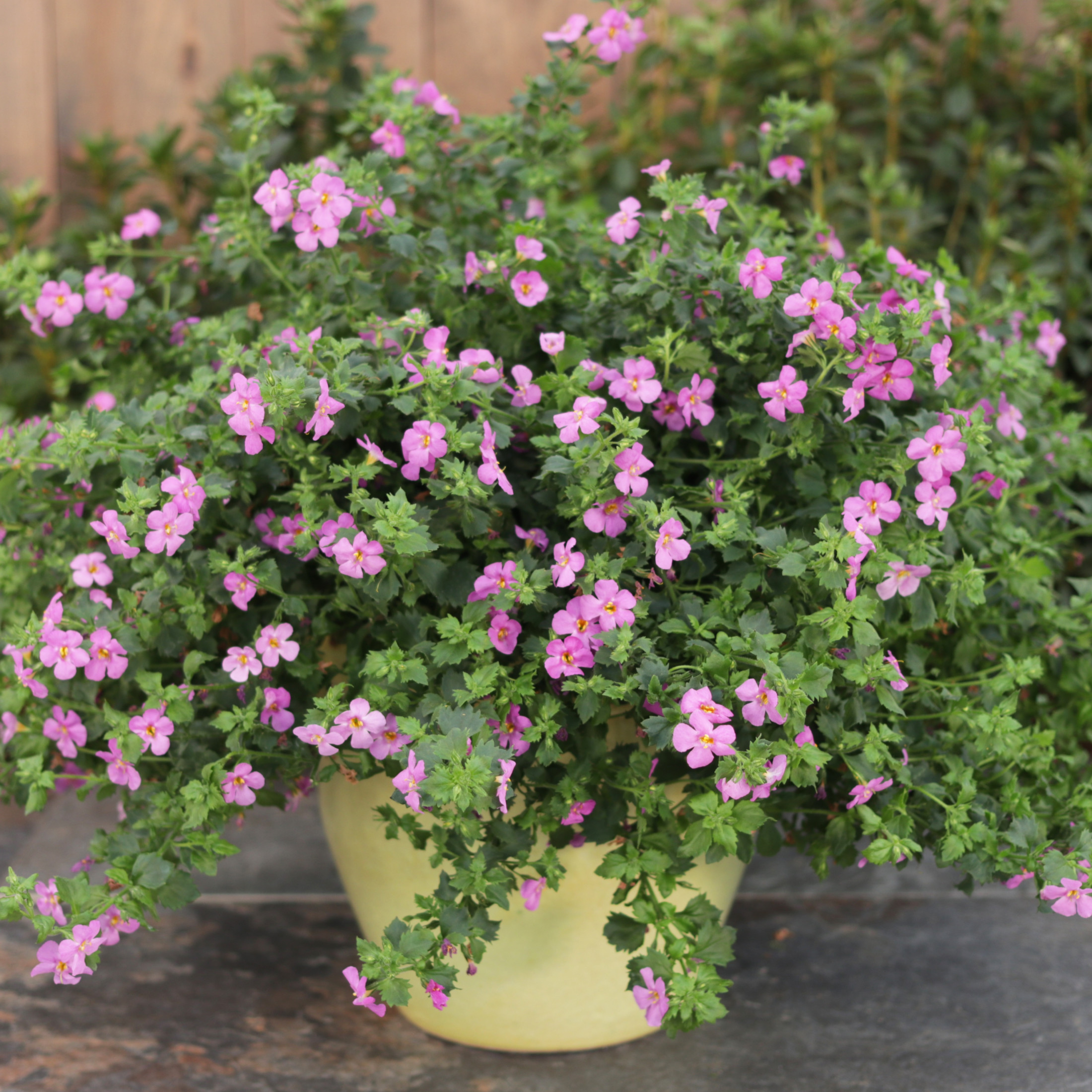 Proven Winners 4" Pink Snowstorm Rose Bacopa Live Plant in 4.25" Pot (4 Count)