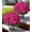 Fuchsia, variant on Geraniums Artificial Flowers for Outdoors, 2 Pack Potted Plants Faux Geraniums Bush Artificial Topiaries Realistic UV Resistant Fake Flowers Greenery for Outside Gardens Porch Patio Yard Indoor, Mix