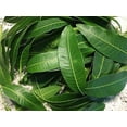 thumbnail image 3 of Fresh Mango Leaves Organic All Natural, No Pesticide, No Chemicals from South Florida (25 leaves), 3 of 5