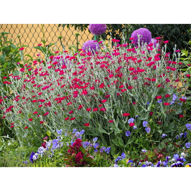 pom pom dahlia seeds Pompon Dahlia Seeds