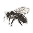 thumbnail image 1 of Honeybee - 12" Vinyl Sticker Waterproof Decal, 1 of 1