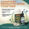 thumbnail image 4 of Carnivora Vegi-Caps - All Natural, Gluten Free, Vegan Friendly Capsules to Reduce Fatigue, Strengthen and Support Your Immune System (100 Capsules), 4 of 9