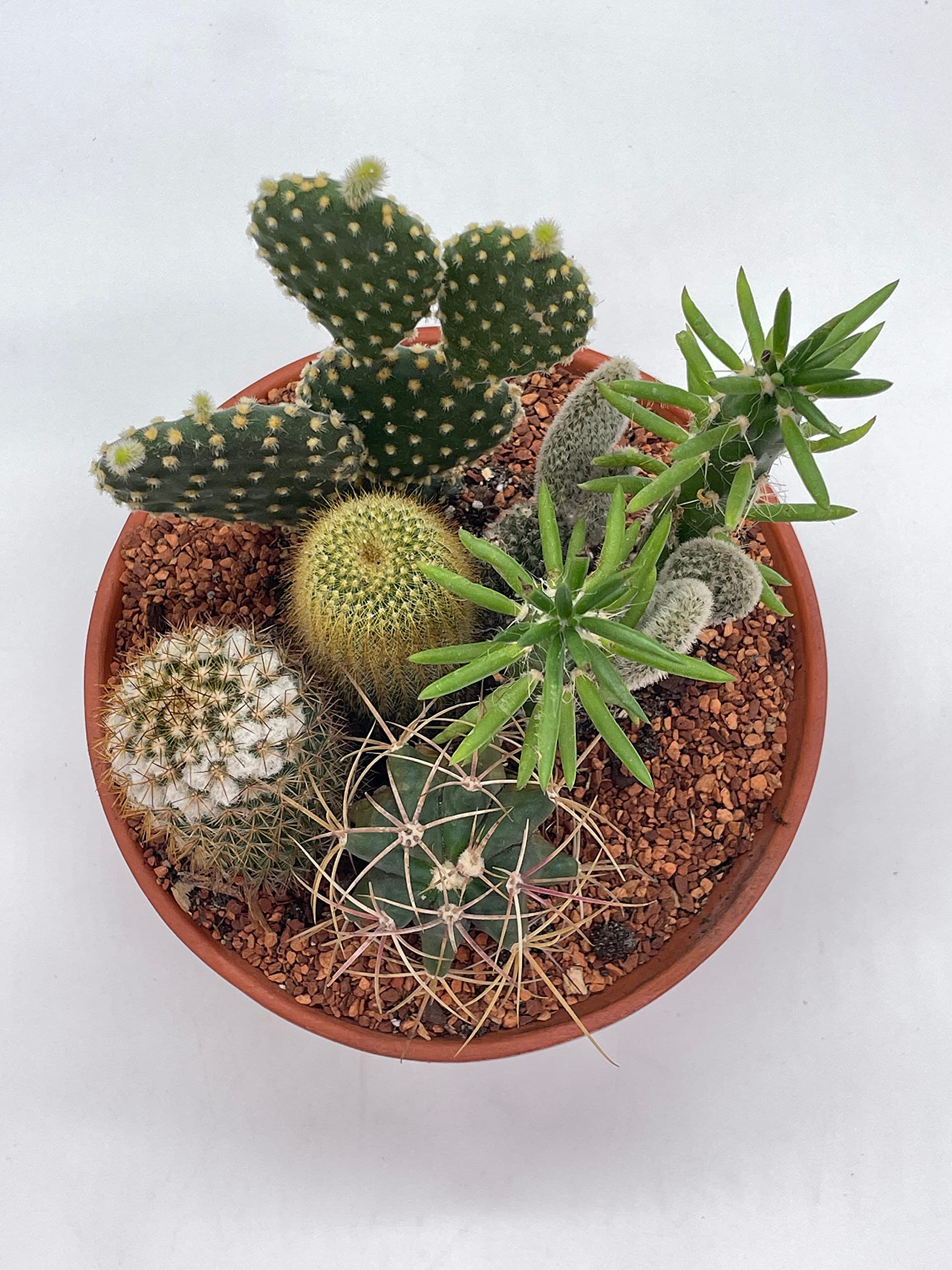 Cactus nero in terracotta invetriata B