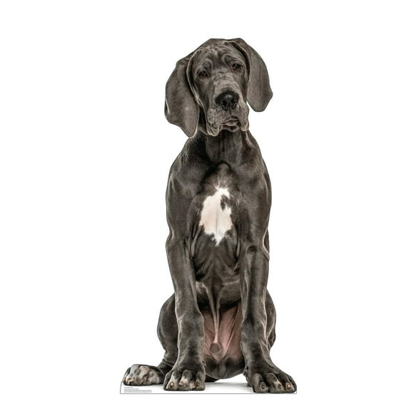 Advanced Graphics 5219 48 x 23 in. Great Dane Life-Size Cardboard Cutout