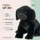 thumbnail image 2 of Peluche Bearington Collection Lil' Jet Labrador 20 cm, 2 of 6