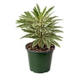 thumbnail image 2 of Aralia Bianca Live Plant for Indoor | Different Houseplants in 3'' Pot | Real House Plant for Living Room, Office, Desk & Bathroom | False Variegated | Dizygotheca elegantissima, 2 of 6