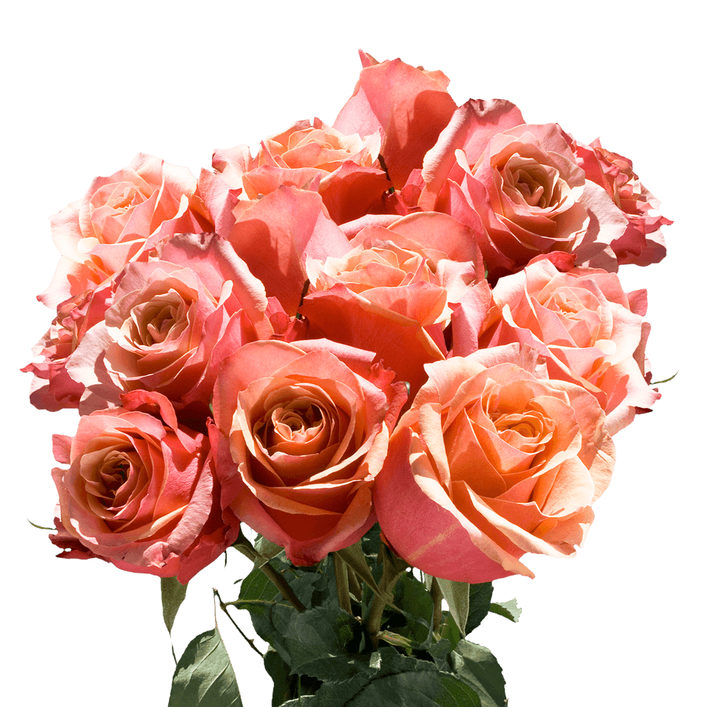 50 Stems of Pinky Orange Cherry Brandy Roses Beautiful Fresh Cut