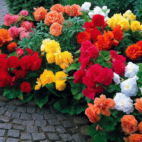 Begonia Non Stop Mix (3 Bulbs) Brilliant Color Throughout Summer and Fall!
