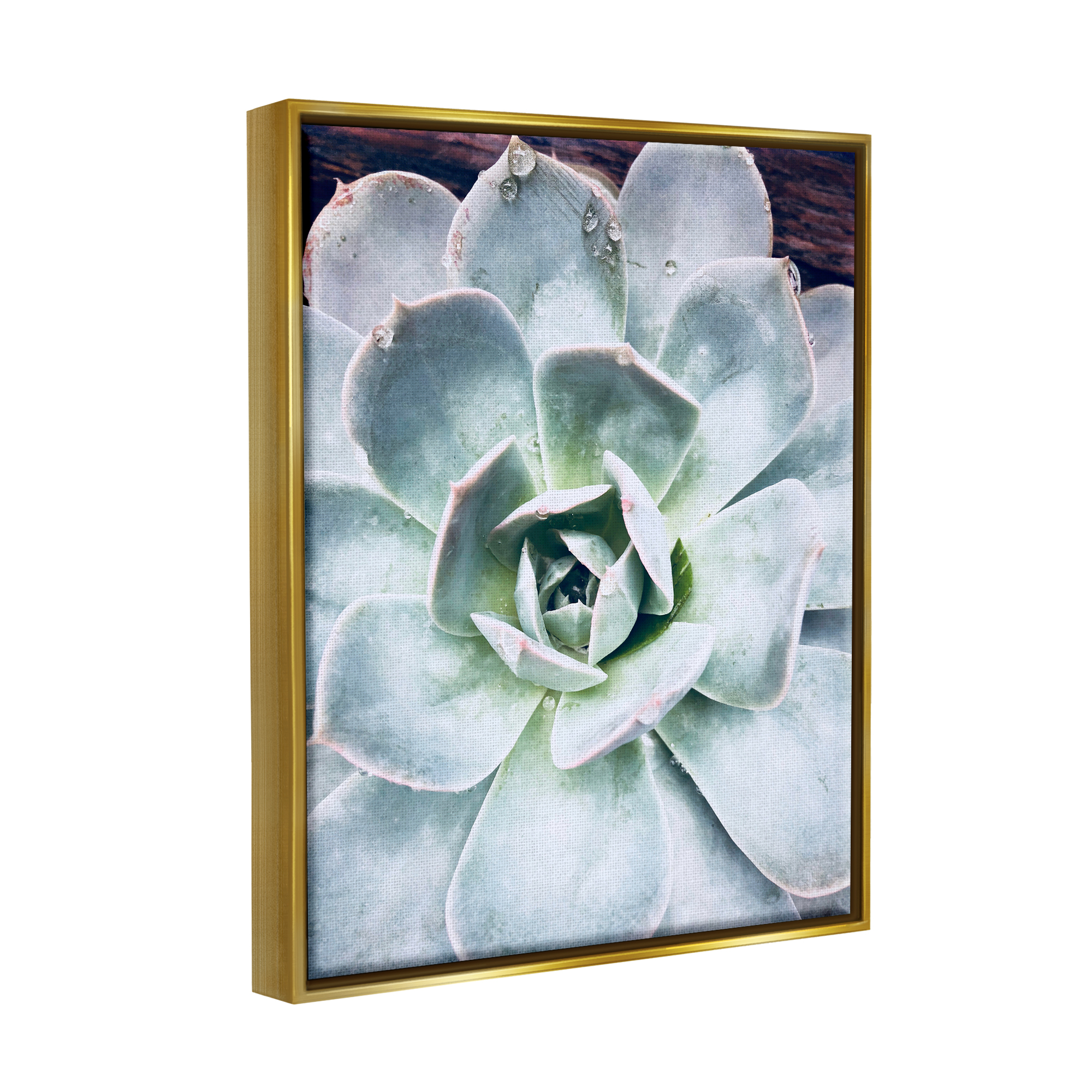 Stupell Industries Succulent Leaves Water Droplets Botanical & Floral Photography Gold Floater Framed Art Print Wall Art