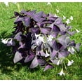 thumbnail image 5 of Purple Rain Shamrock - The Love Plant - Edible - Oxalis triangularis 5 Bulbs, 5 of 5