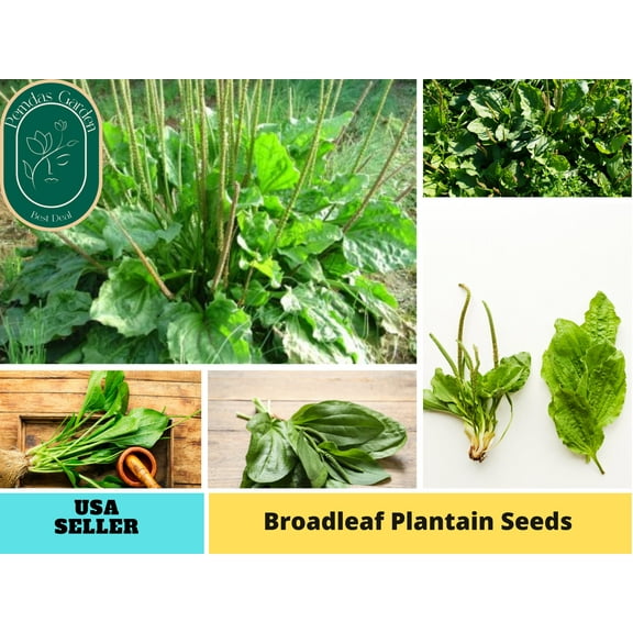 100 Seeds| Broadleaf Seeds, Plaintain- Authentic Seeds ~ GMO Free ~ Seeds~Flower seeds~ Vegetable seeds~ Asian Garden~ Herbs B5G1 #7039