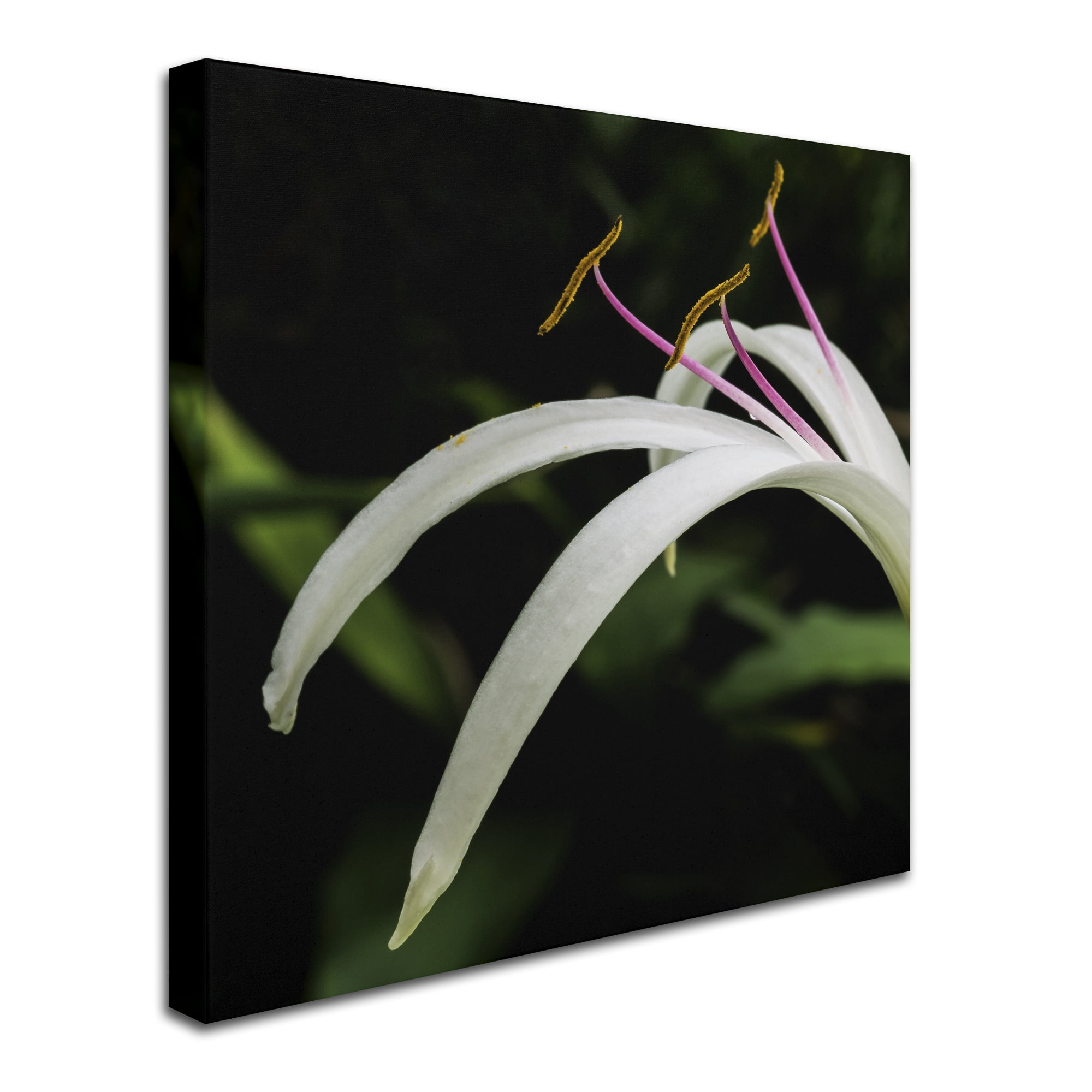 Kurt Shaffer 'Graceful Lily' Huge Canvas Art 35 x 35