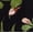 Black Soot Woodland Garden, variant on Joyspun Women’s Dreamy Soft Collection Notch Collar Top and Pants, 2-Piece Pajama Set, Sizes XS-3X