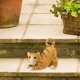 thumbnail image 3 of Figuras de animales en miniatura, adorno de jardín, decoración de patio, accesorios para fotos, decoración de arte, escultura de resina, para césped, Gato naranja Macarena Estatuilla en miniatura, 3 of 8