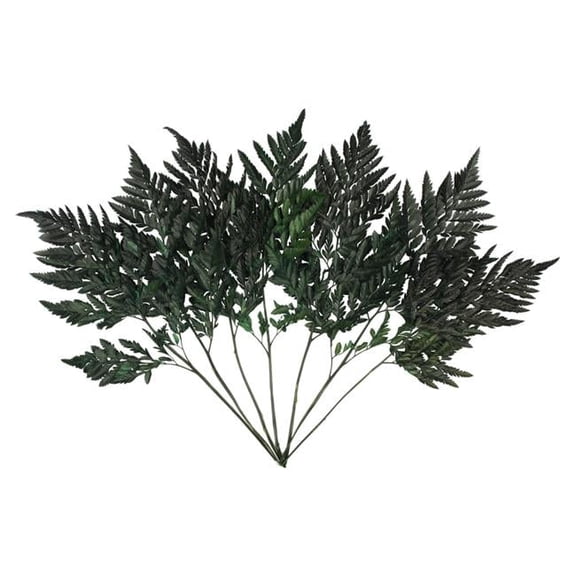 Vickerman 12-15" Fern Green Fern-Leatherleaf, 6 stems, Preserved