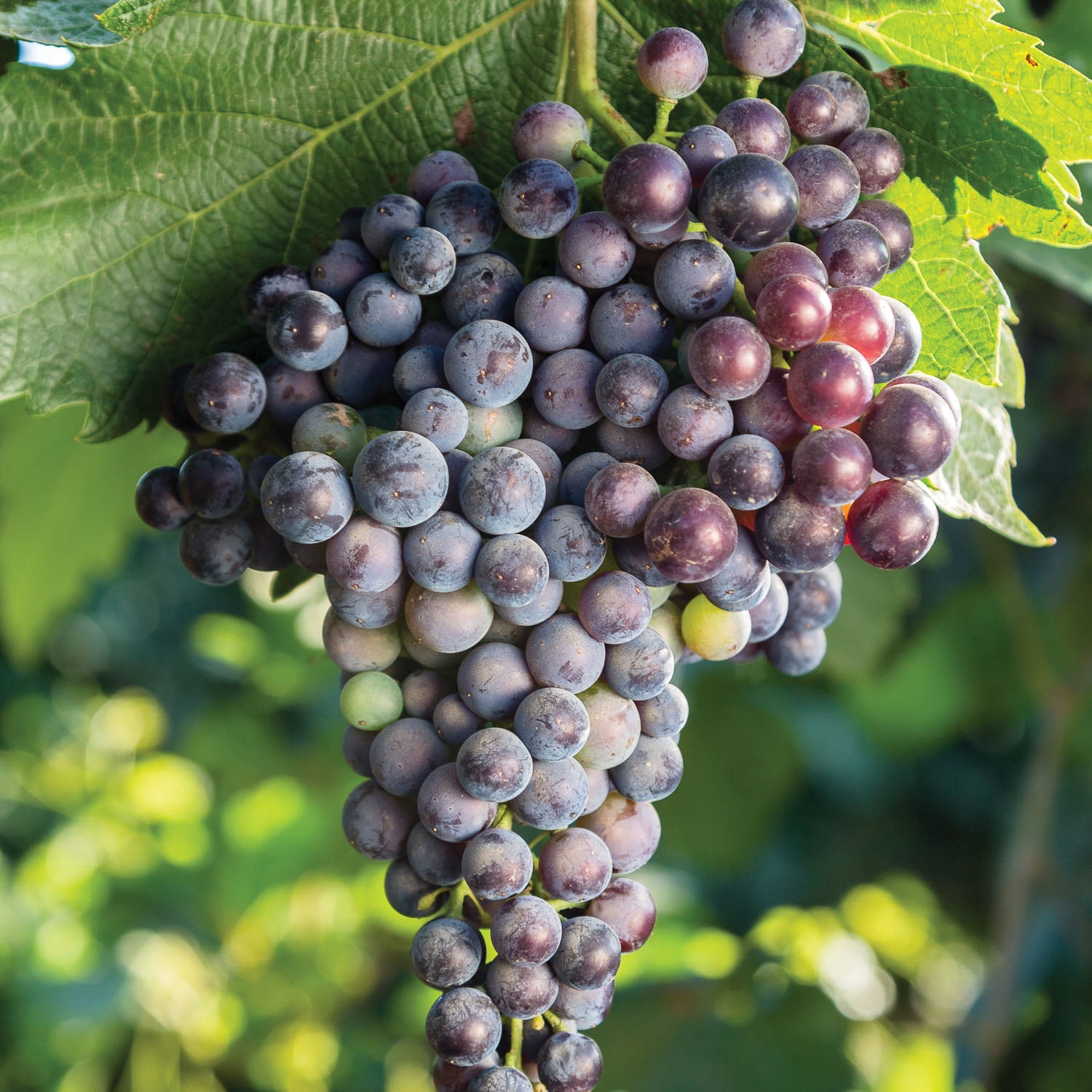 Expert Gardener Grape King of the North Dormant Bare Root Plant, Full Sun Perennial