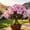 D, variant on Desert Rose For Growing-Perennial-Elegant Variegated Blooms-Yards-Ornament (Non-Artificial)