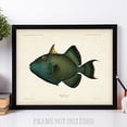 thumbnail image 2 of Lone StarBlue Trigger Fish Artwork 11√¢¬Ä¬ù x 14√¢¬Ä¬ù Art Print, 2 of 5