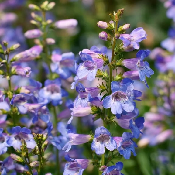 50 Seeds Moonlit Lavender Beardtongue Seeds for Planting, Penstemon Angustifolius Seeds Elegant Perennial with Lavender Flowers for Gardens
