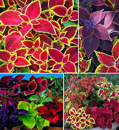 Coleus Floral Strain Rainbow Mix Seeds heirloom decorative foliage 50 seeds USA 