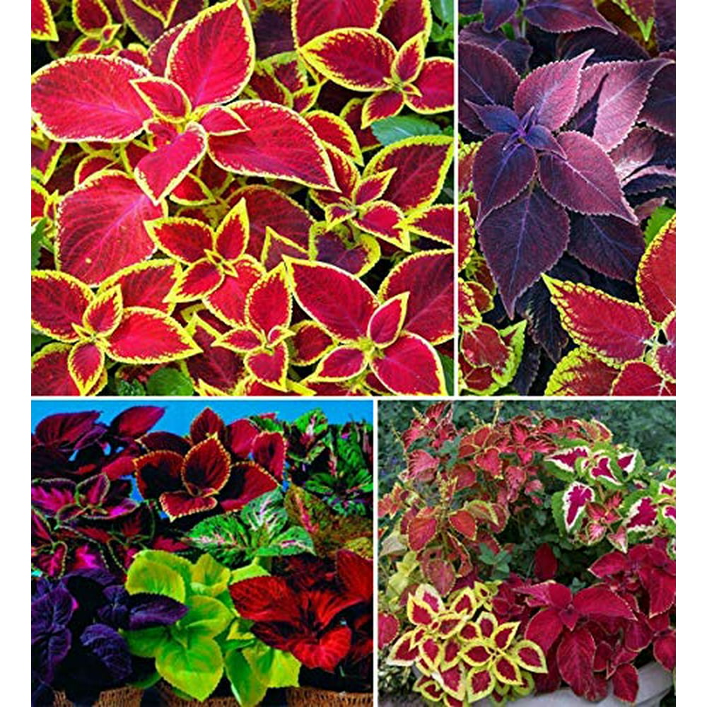 100+ Rare Mixed Coleus Flowers Seeds Rainbow Coleus Wizard
