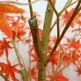 thumbnail image 3 of Maple Tree Artificiel, Décorations d'Automne Maple Tree Prééclairées 4/5/6 Pi avec pot pour Intérieur Extérieur Récolte d'Automne Halloween Action de Grâce, 3 of 6