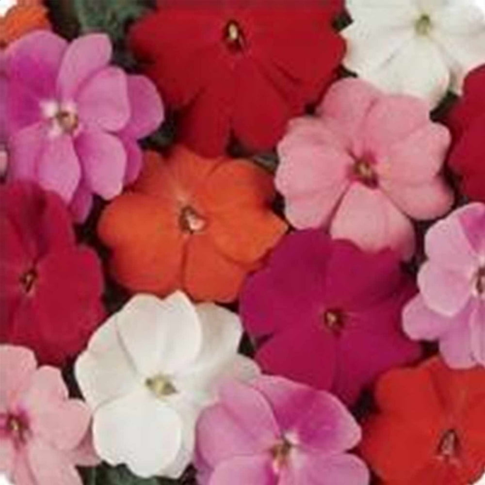 New Guinea Impatiens Flower Garden Seeds F1 Divine Series Mix 100
