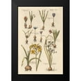 thumbnail image 2 of Wild Apple Portfolio 13x18 Black Modern Framed Museum Art Print Titled - Vintage Florilegium II, 2 of 5