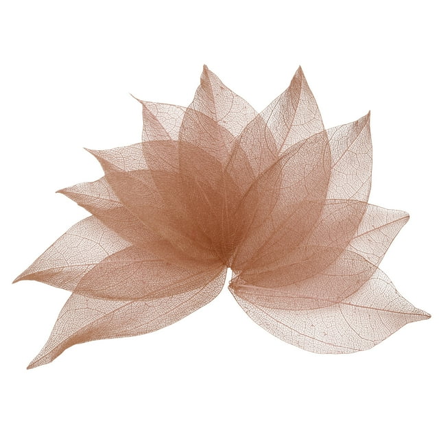 100 Pcs Hojas Esqueléticas Café Oscuro, 2"- 3" Hojas Prensadas de Árbol de Caucho para Álbumes de Fotos y Manualidades