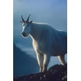 thumbnail image 2 of Fitzharris, Tim 23x32 White Modern Wood Framed Museum Art Print Titled - Mountain goat, 2 of 4