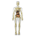 thumbnail image 2 of 3D Human Body Torso Model Anatomy Model Skeleton,Human Body Model,Removable Parts, DIY Skeleton Toy,1 * Torso,Transparent, 2 of 7