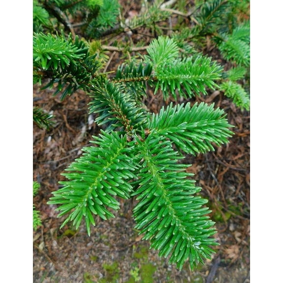 George Fir Tree Seeds - 30 Seeds for Planting - Abies forrestii georgei
