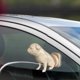 thumbnail image 1 of XWSHYW Accesorios Exteriores para El Coche. Accesorios para Coche Divertidas Decoraciones para Limpiaparabrisas con Diseño de Pug Meando, 1 of 6
