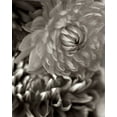 thumbnail image 2 of Blaustein, Alan 15x18 Black Ornate Wood Framed with Double Matting Museum Art Print Titled - Florison - 10, 2 of 4