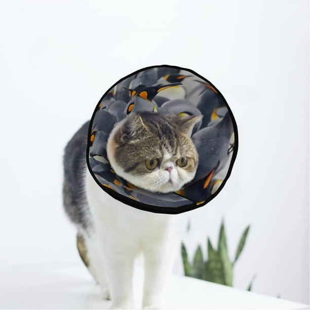 Best cat collar for birds sale