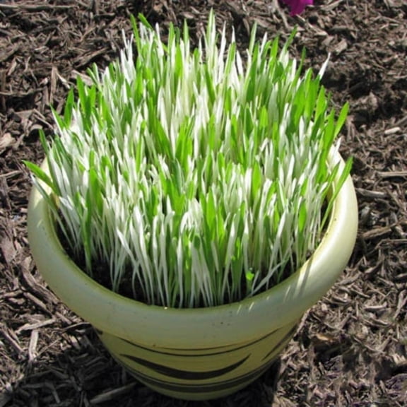 Harris Seeds Hordeum Variegated Cat Grass, Indoor Ornamental & Pet Grass, 1,000 Count