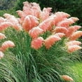 thumbnail image 2 of CZ Grain Pink Pampas Grass Seeds - Ornamental Grass, 2 of 4