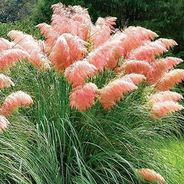 Daisy Garden 100 Pcs Pink Pampas Grass Seeds Perennial Flowering Ornamental Grasses Flower