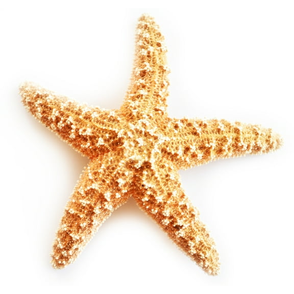 Real Large Dried Sugar Starfish (8-10") Beach Arts and Crafts, Coastal Cottage and Nautical Home Decor, Beach Weddings