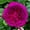Deep Magenta, variant on Premium Perennial - Rose Roots for Planting - Low Maintenance - Ideal for Garden Borders, Plant Hangers