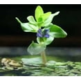 thumbnail image 3 of Bacopa Caroliniana Size: Bunch 3-5 Stems Live Aquarium Plants BUY 2 GET 1 FREE, 3 of 11