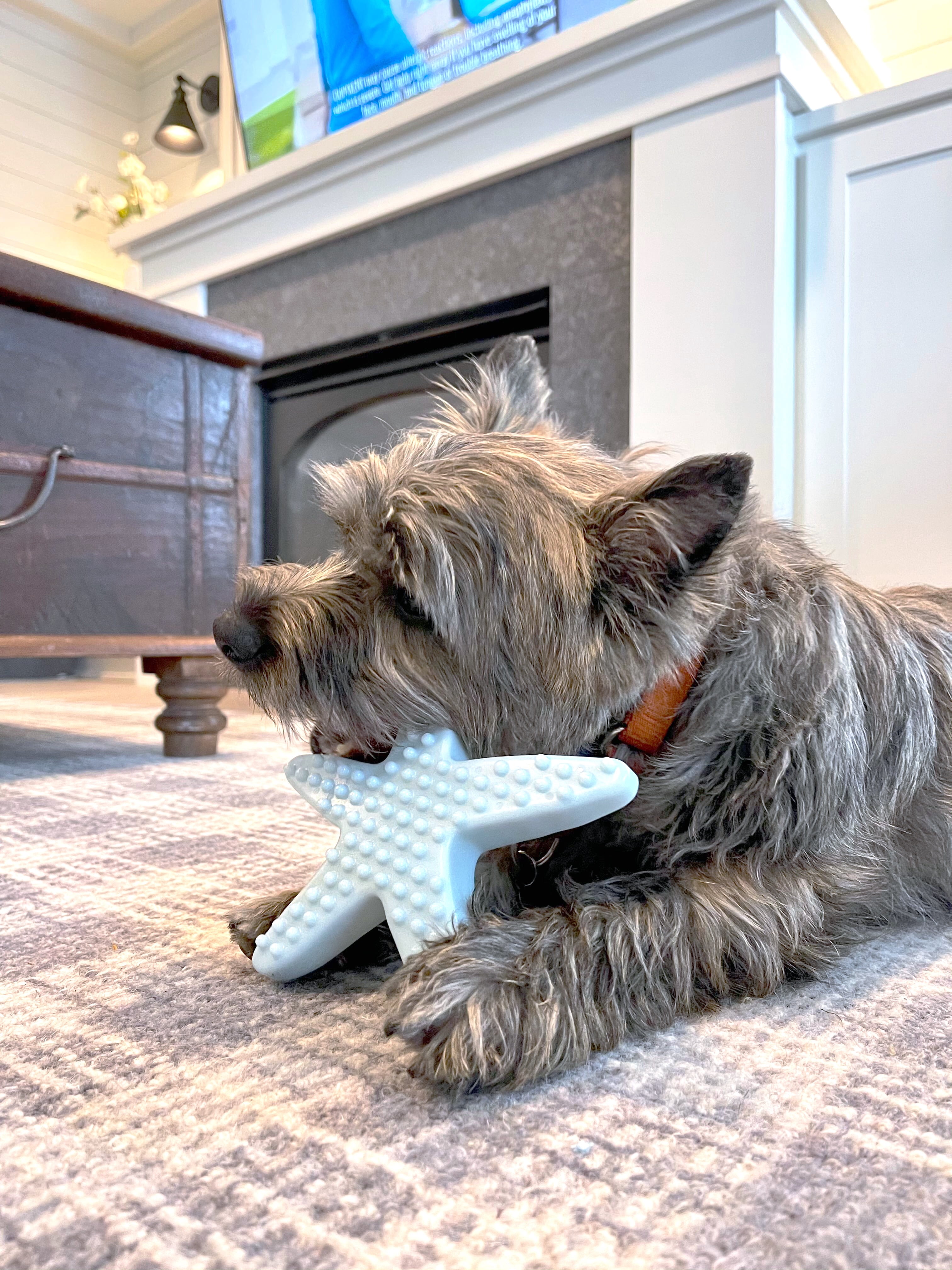 Vibrant Life Starfish Tough Buddy Recycled Chew Toy, Medium