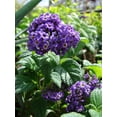 thumbnail image 2 of 50 Blue MARINE HELIOTROPE Heliotropium Arborescens Flower Seeds, 2 of 6