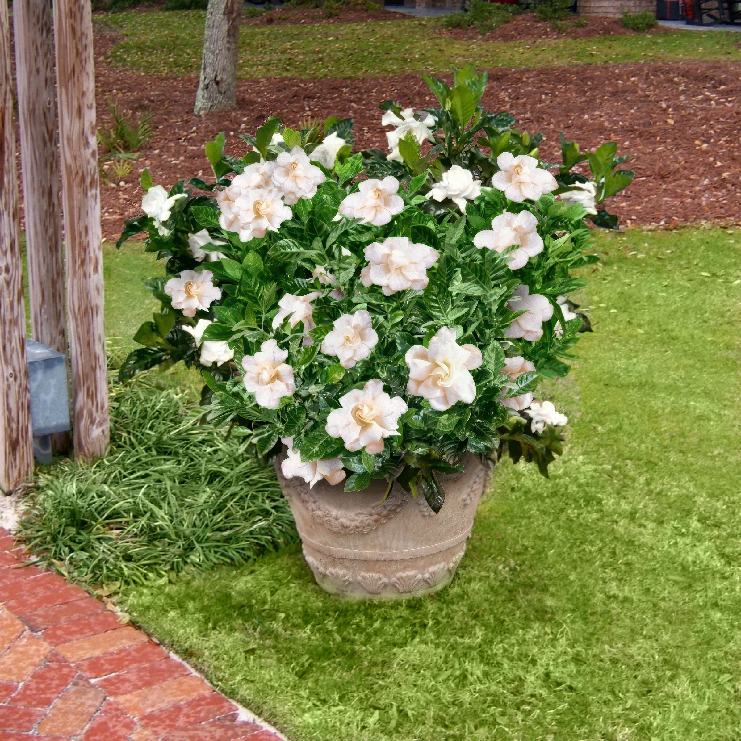 National Plant Network 4 in. Gardenia August Beauty (3-Pack)