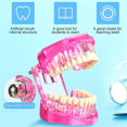 thumbnail image 3 of Disease Teeth Model Dental Typodonts Implant Teeth Model with Removable Teeth Pathological Demonstration (Pink,2 Pcs), 3 of 7