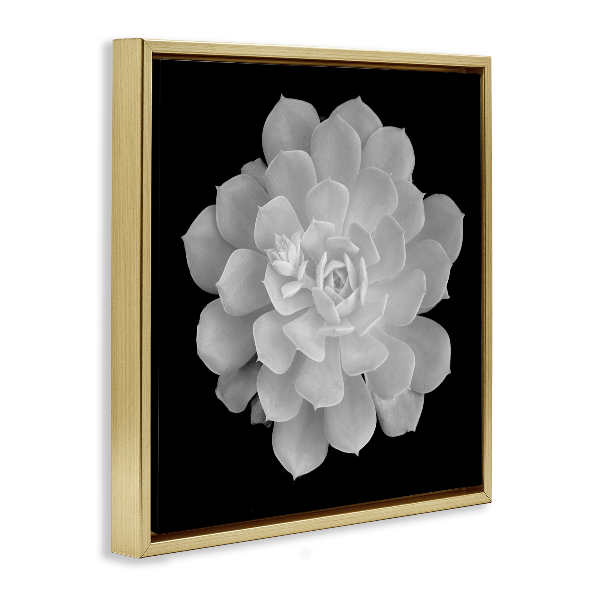 Pure White Succulent Contrast Gold Framed Floater Canvas Wall Art, design by Phillip Flowers