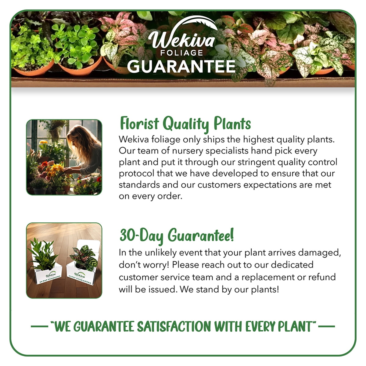 African Violet Plant  - 1 Live Plant in a 4 Inch Growers Pot - Streptocarpus Ionanthus - Growers Choice - Velvety Textured Colorful Compact Flowering Houseplant
