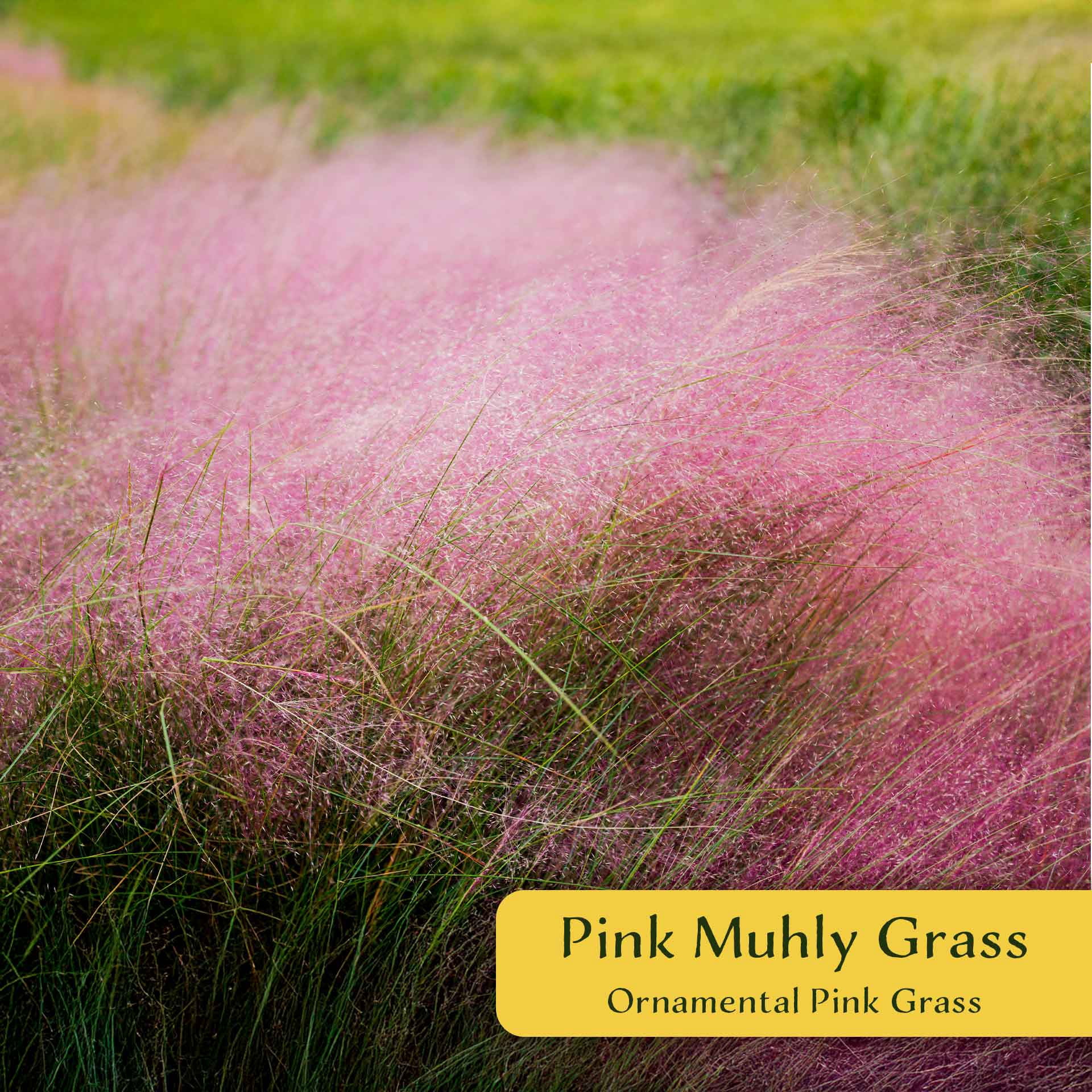 6 Pink Muhly Grass – Ornamental Perennial Grass with Cotton-Candy Pink Plumes for Borders & Mass Planting (Muhlenbergia capillaris) in 2.5″ Cubes, Live Plants